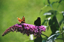 Buddleia15A