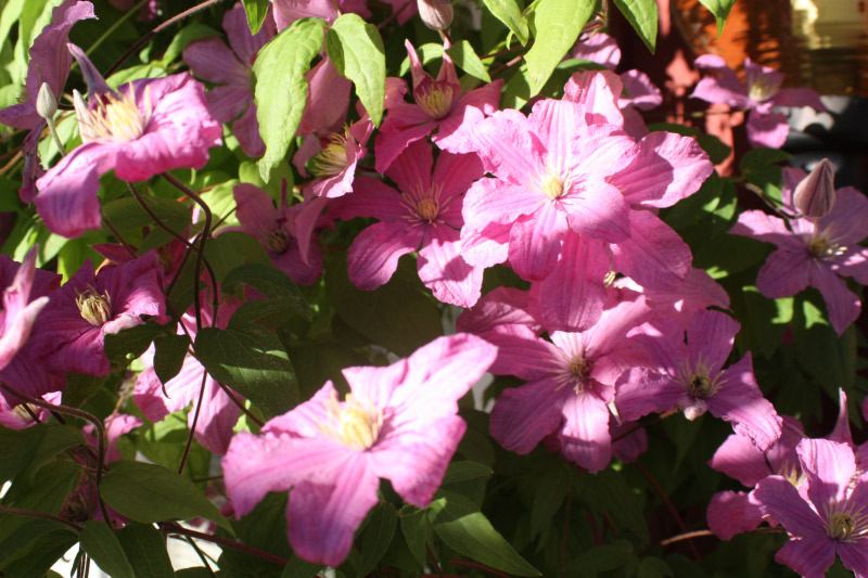 clematis-jul13 107