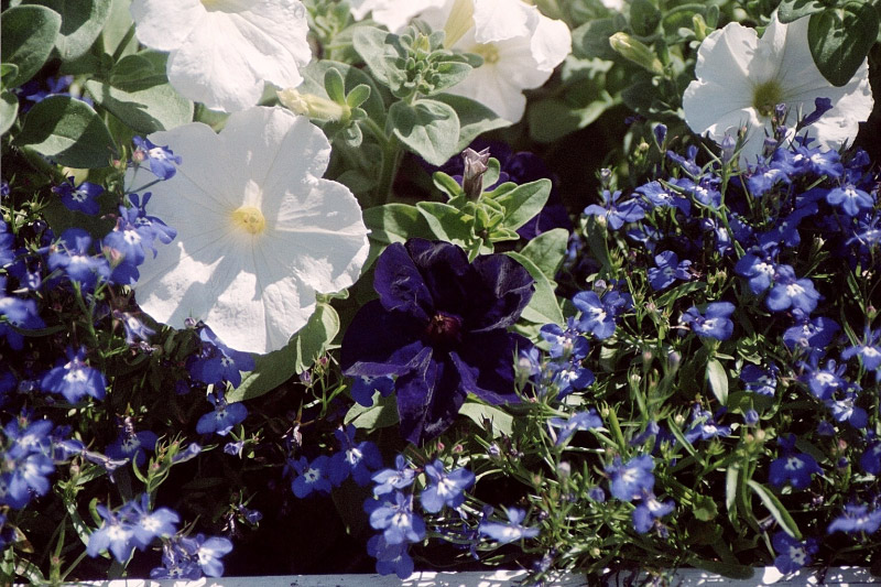 Petunia_lobelia