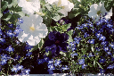 Petunia_lobelia