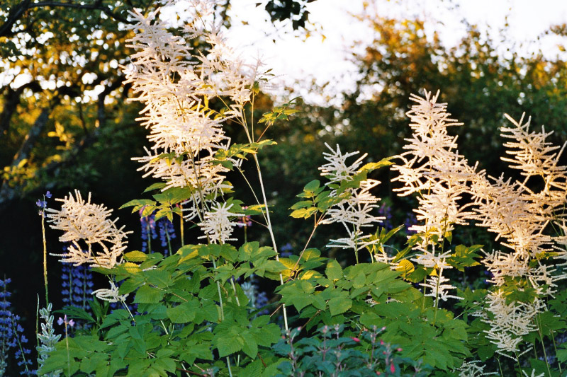 plymspirea005_5A