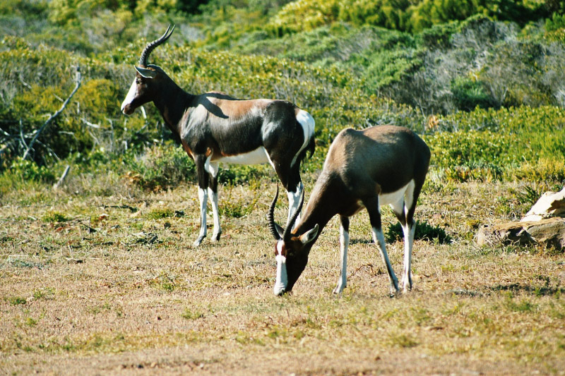 Elamb