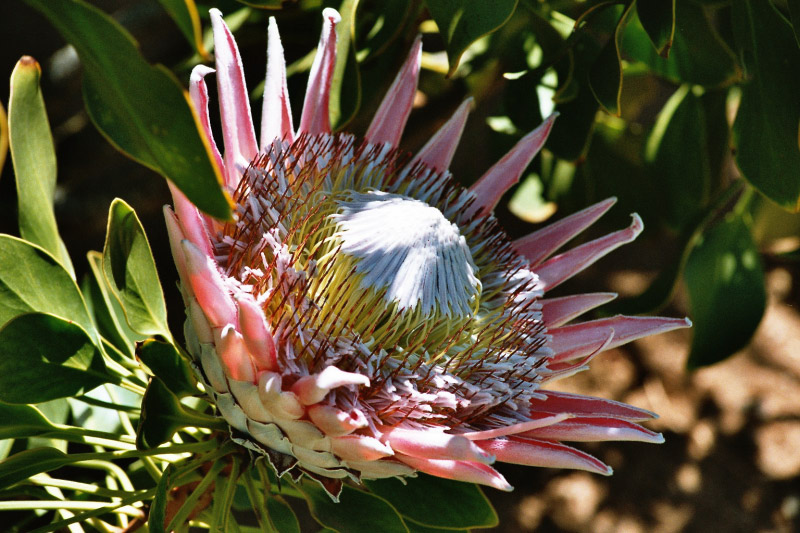 Protea1