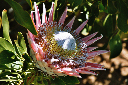 Protea1