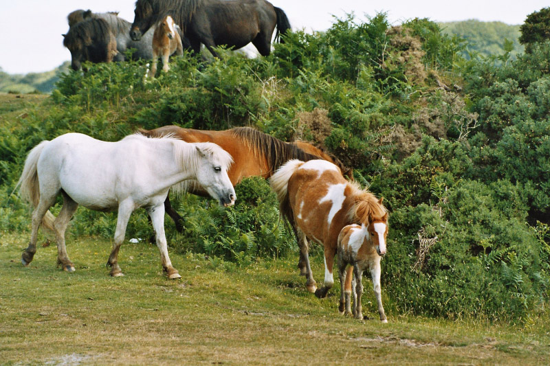 dartmoor2